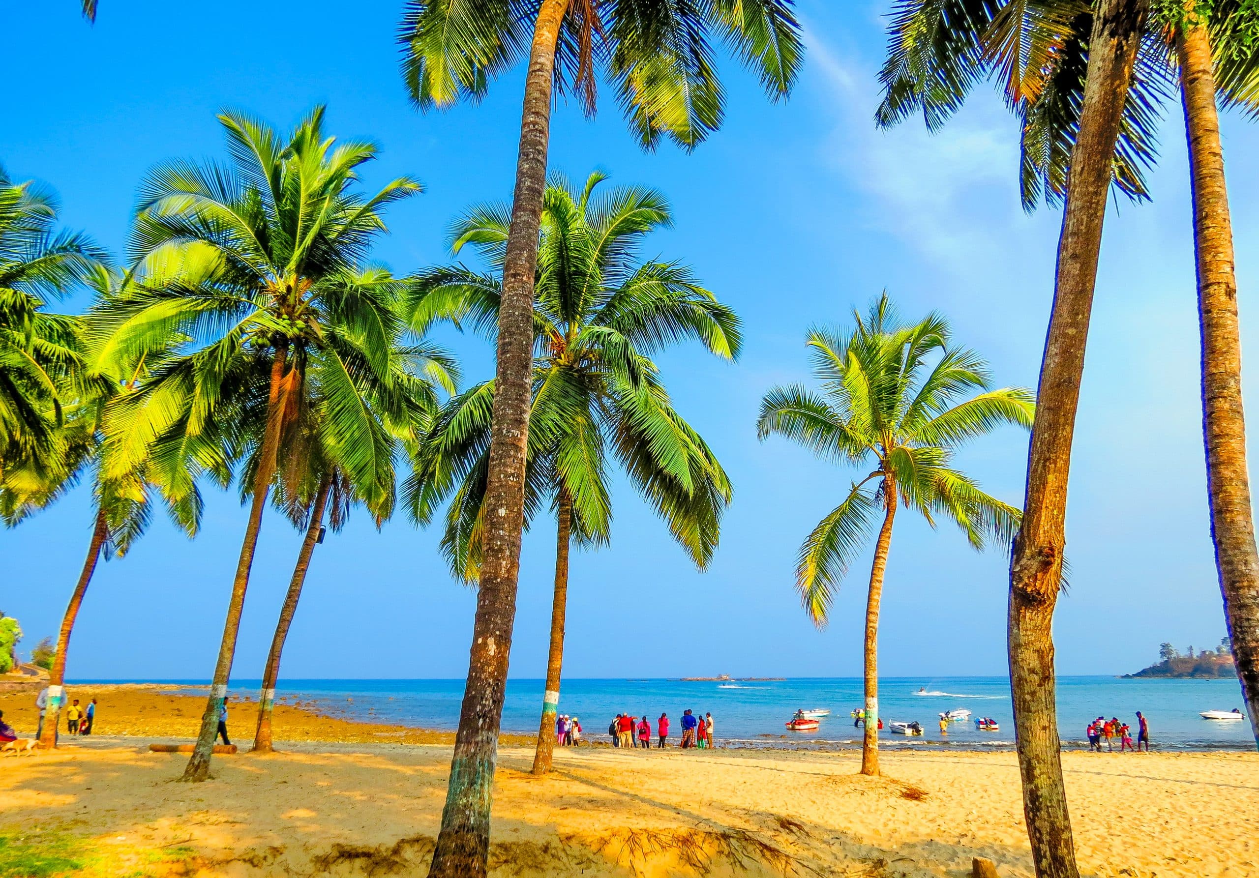 corbyn's cove island palm trees