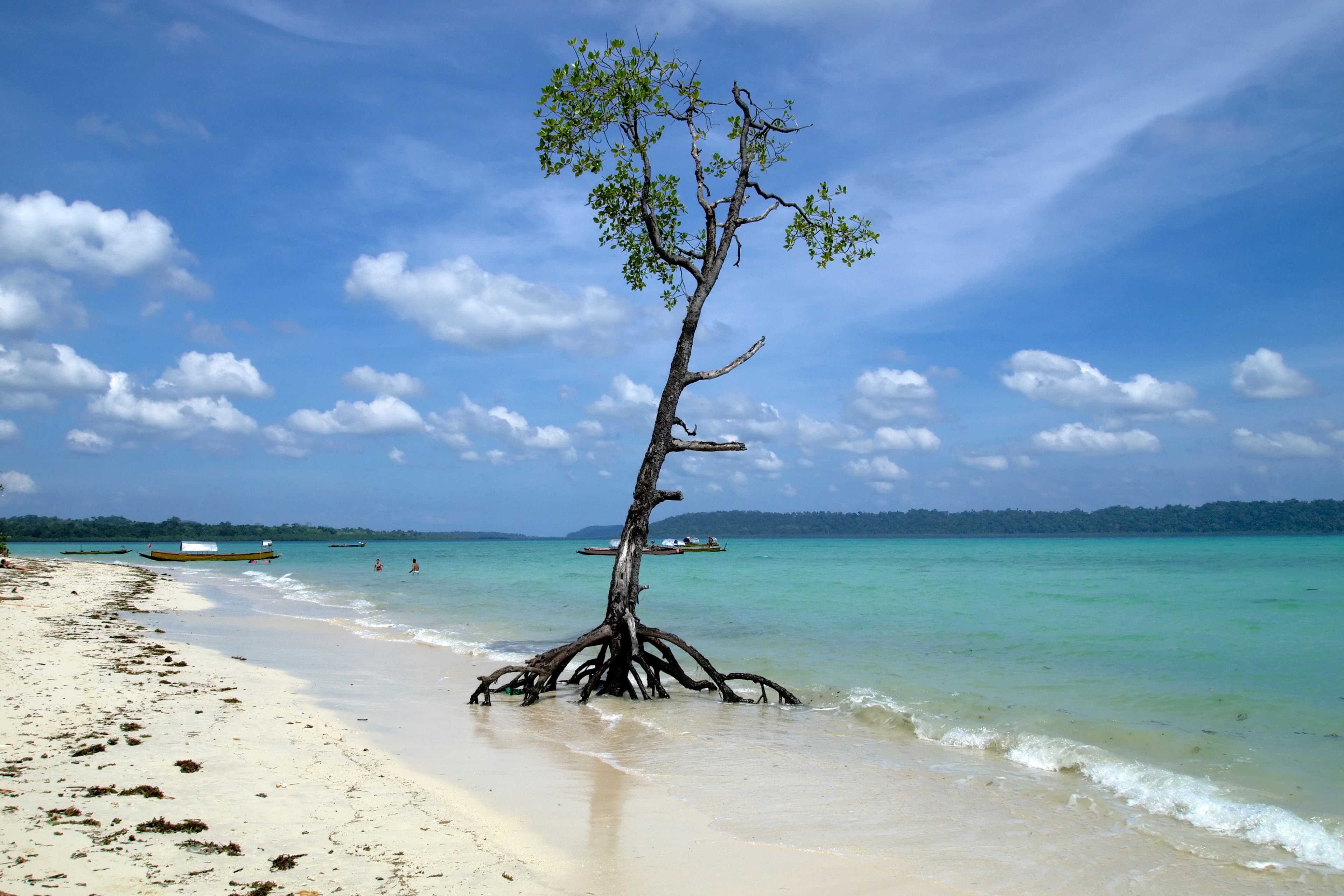 Havelock Island trees