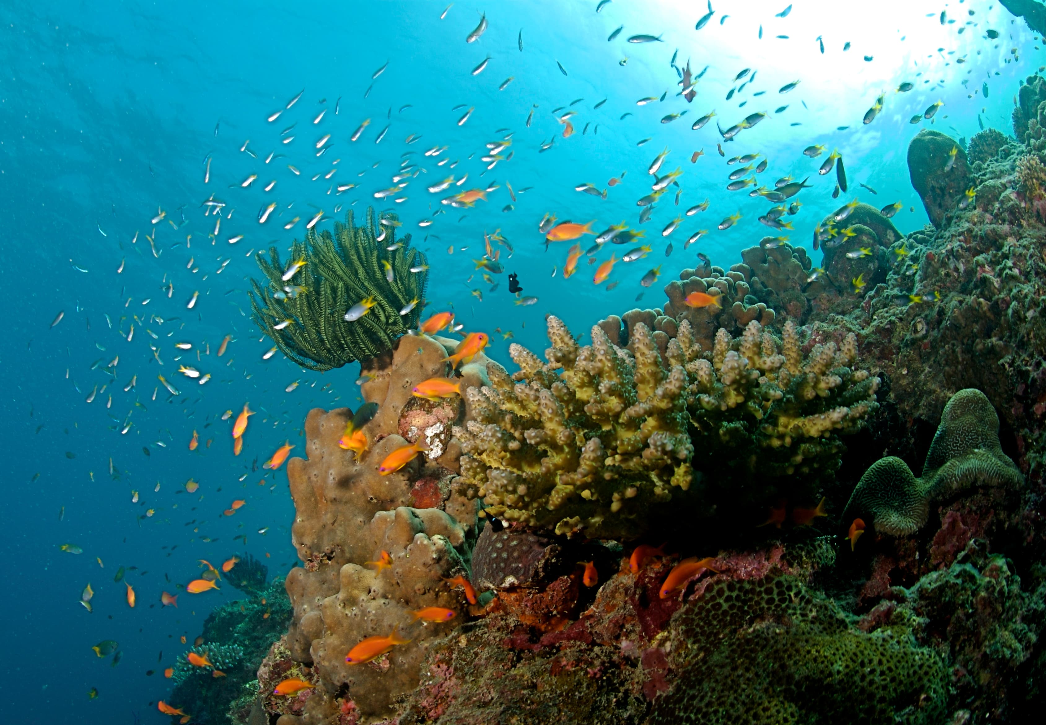Corals in the north Bay Island