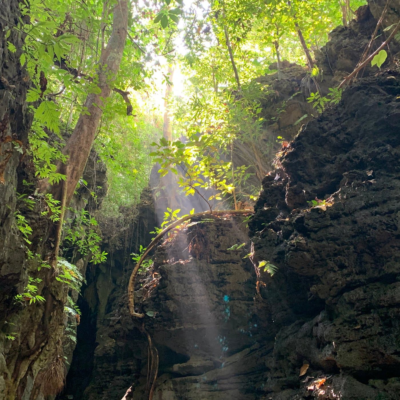 Limestone caves and Mangrove forests