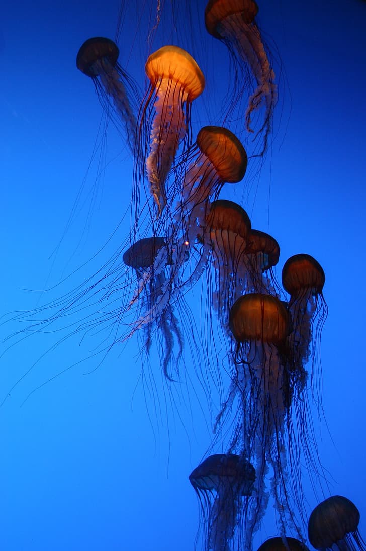 Jelly fish in SEA aquarium