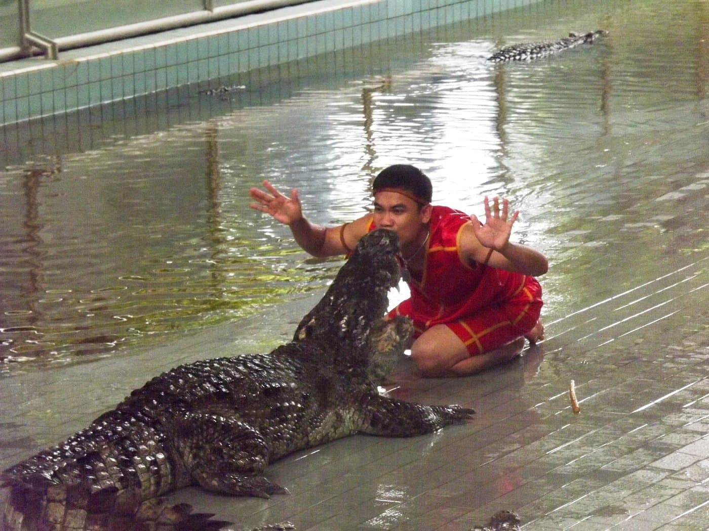 Crocodile show