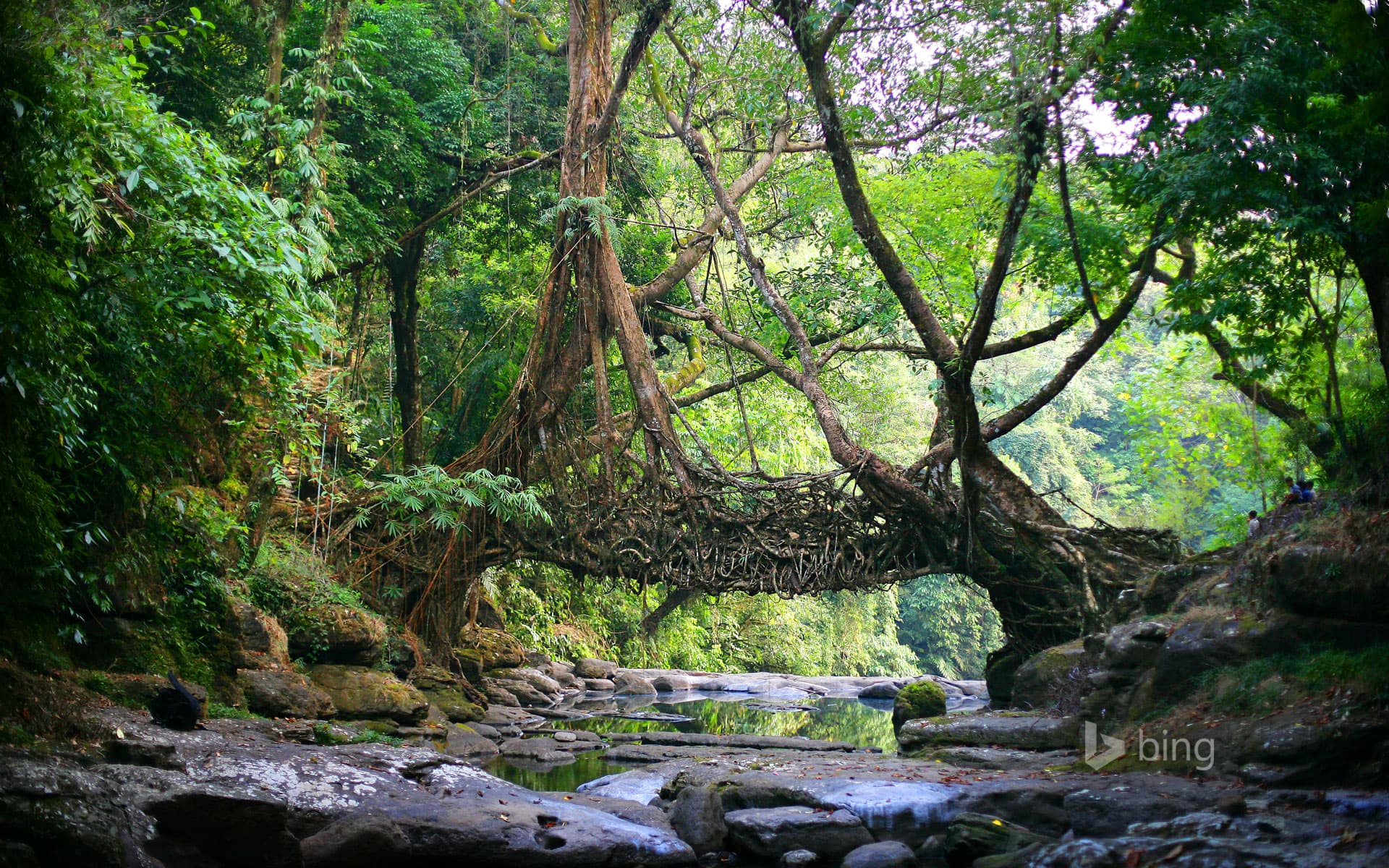 First living root bridges