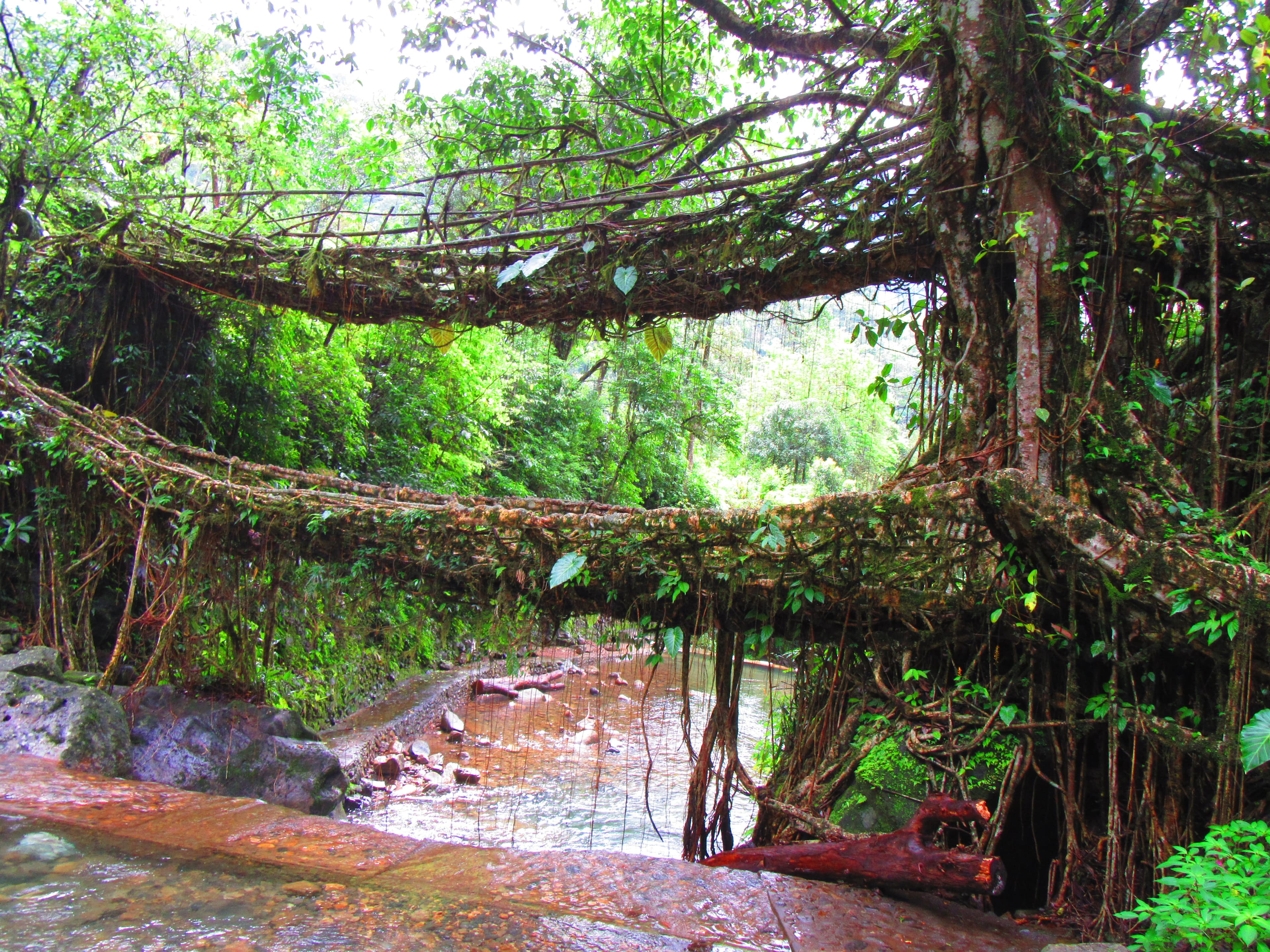 Living root bridges