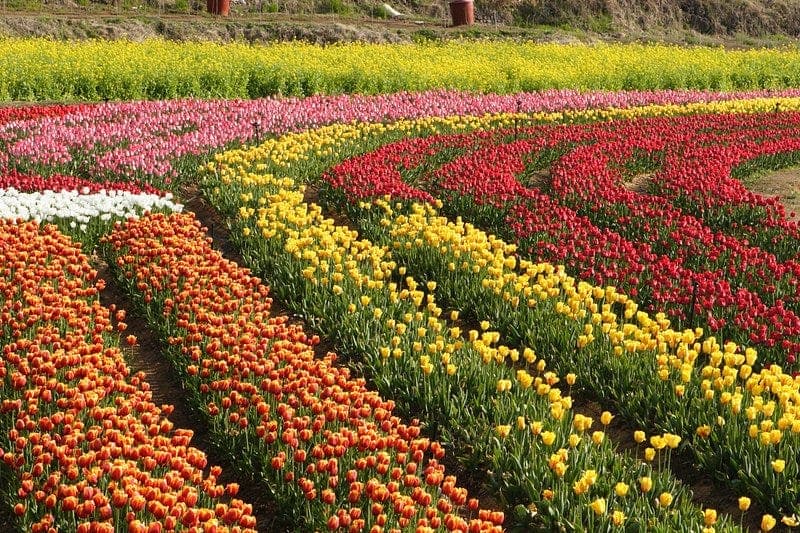 Tulip Garden, Kashmir