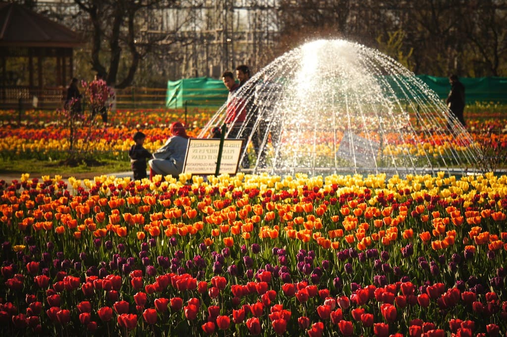 Tulip Garden, Kashmir
