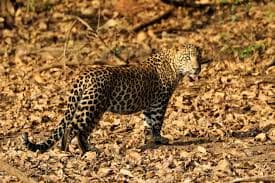 Bhadra Wildlife Sanctuary, Chikmagalur