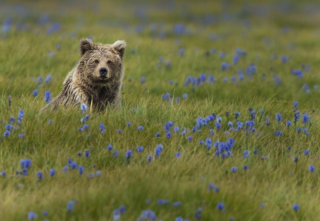 Himalayan brown bear