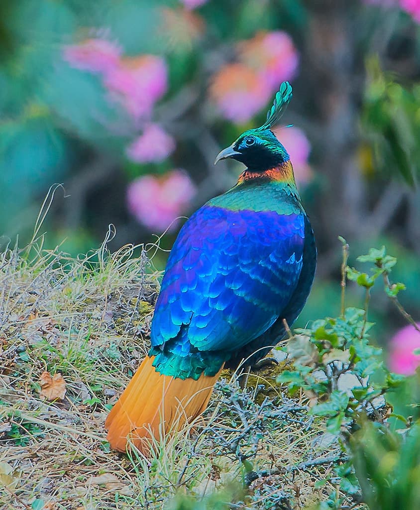 Himalayan monal