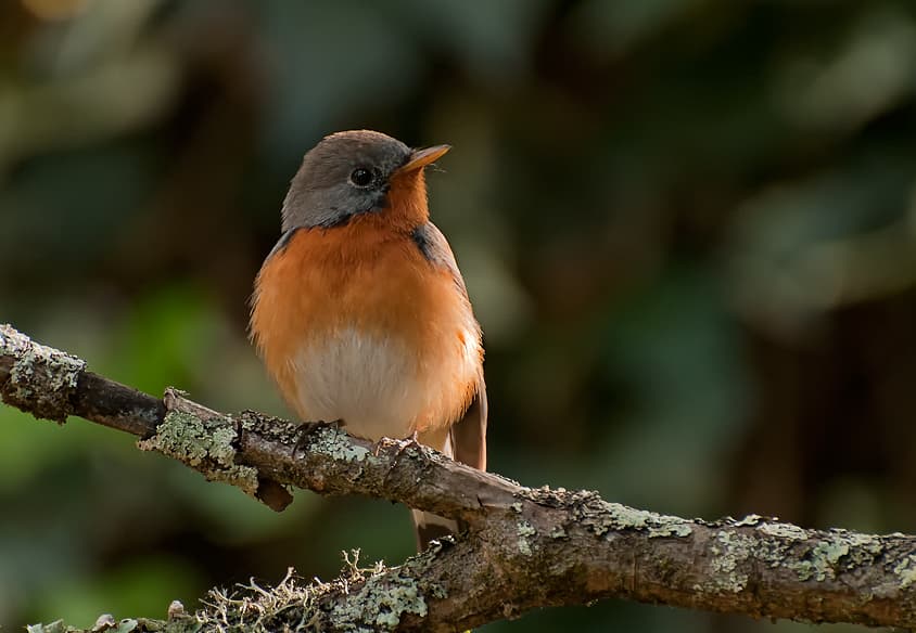 Kashmir Flycatcher