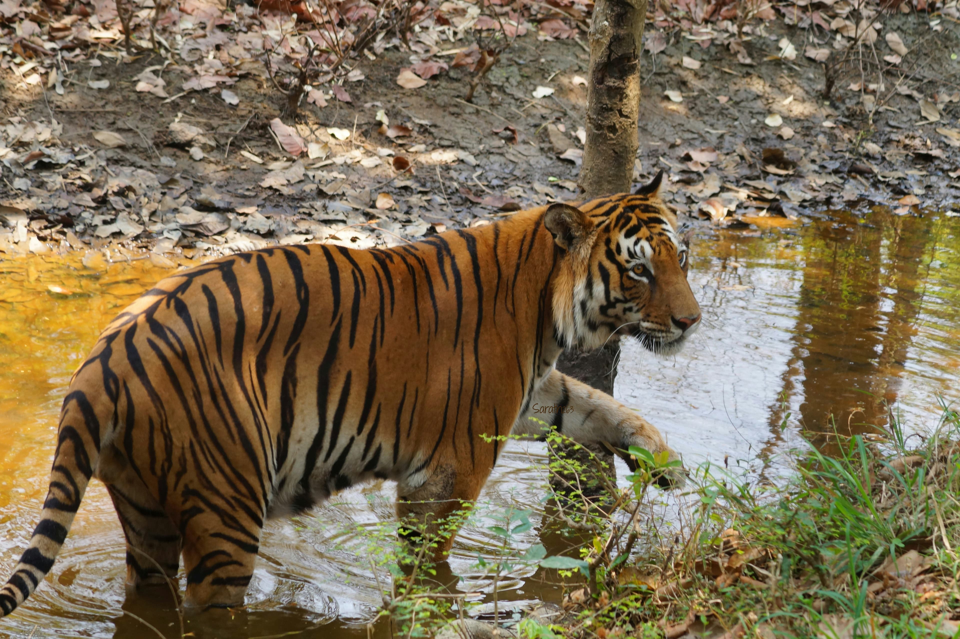 tiger in bannerghatta national park