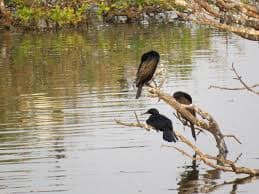 Bird sightings in birding seasons