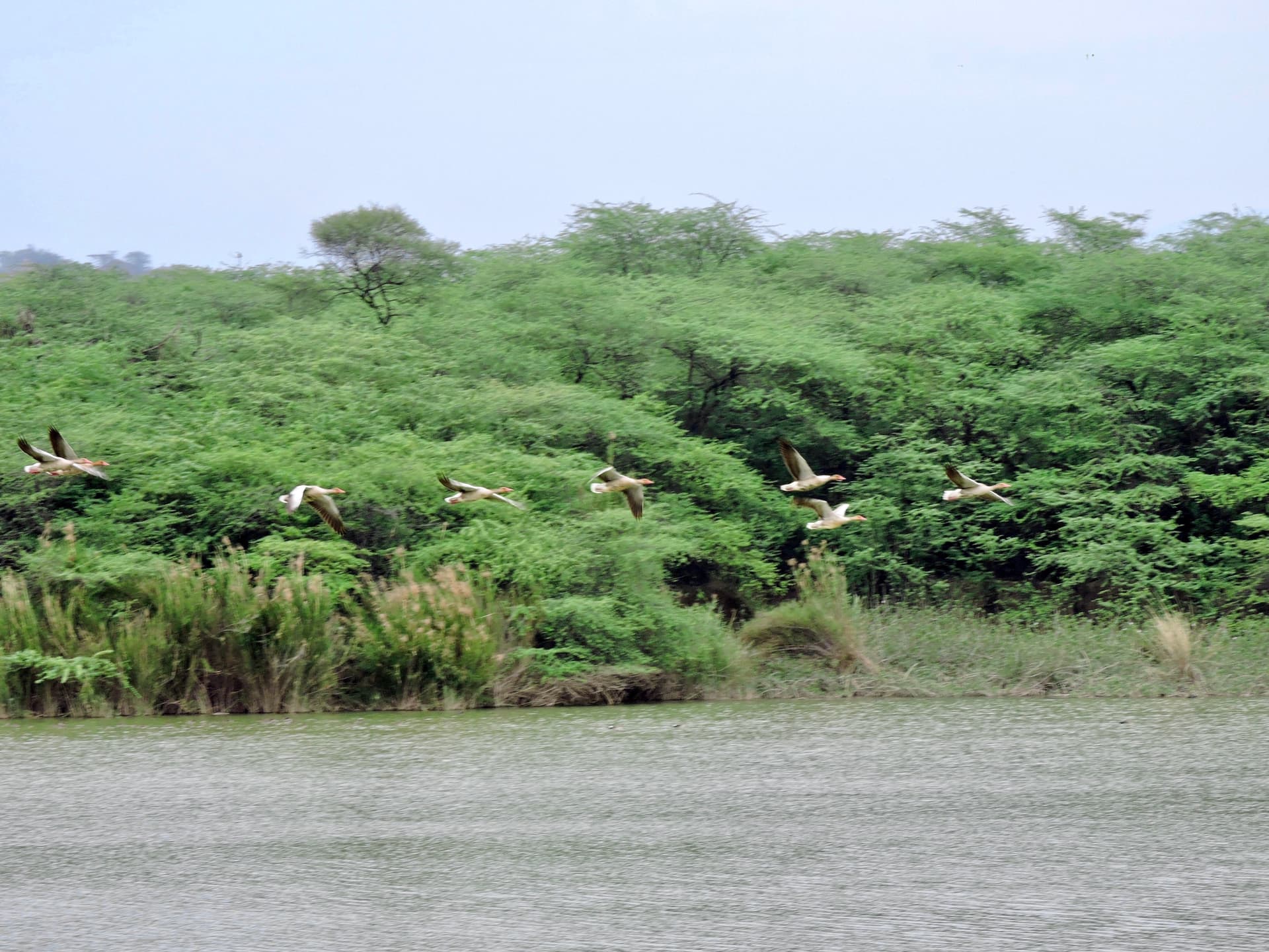 Chikmagalur, a bird watcher's paradise
