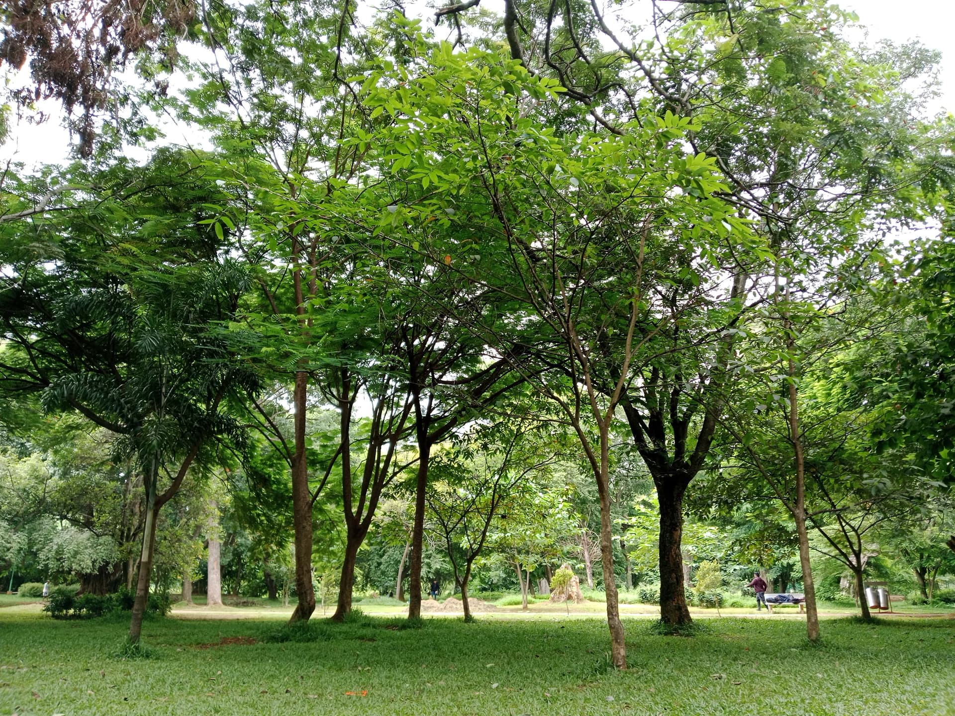 Trees of cubbon park