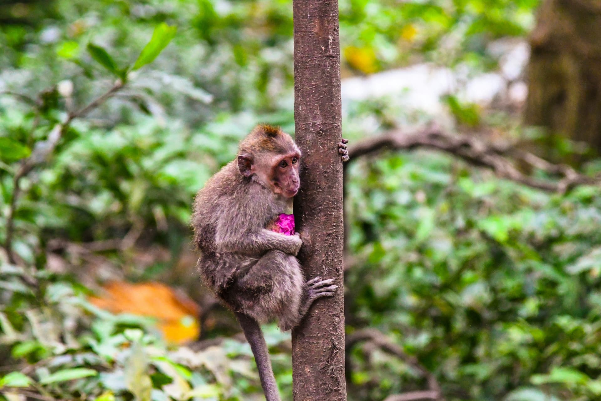 Balinese macaque in Sacred Monkey Forest