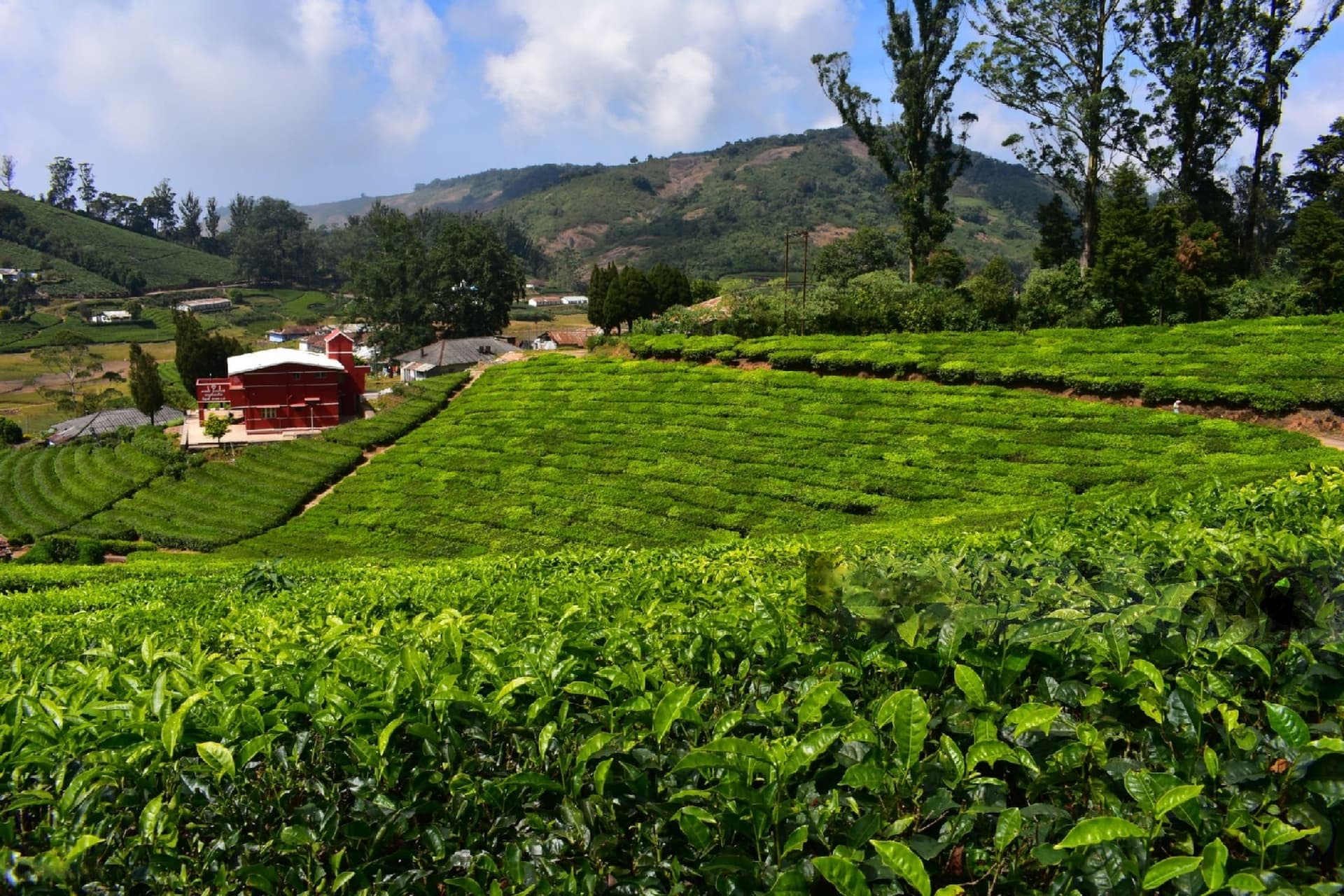 View of Mercara Gold Estate coffee plantations
