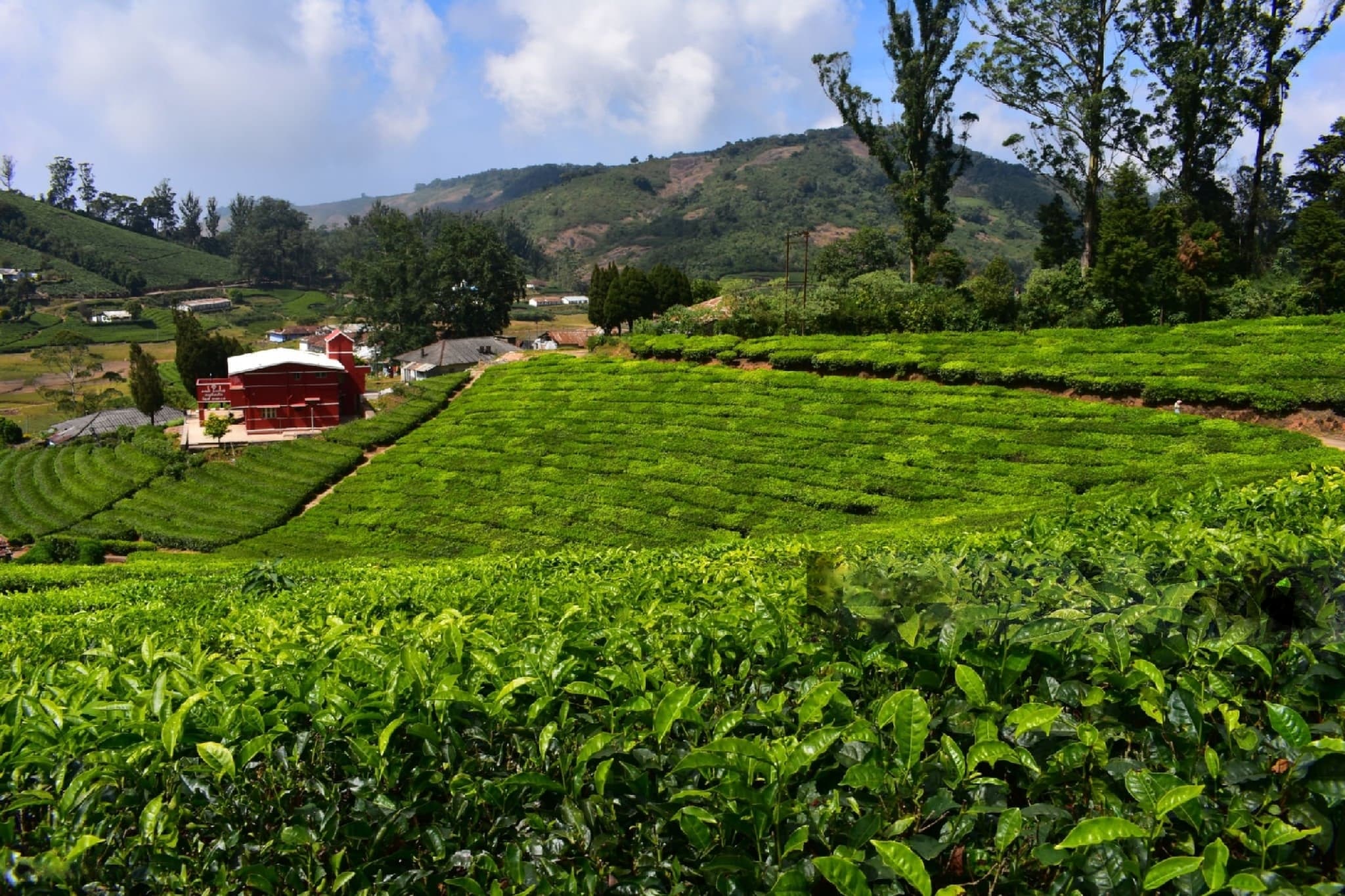 View of Mercara Gold Estate coffee plantations