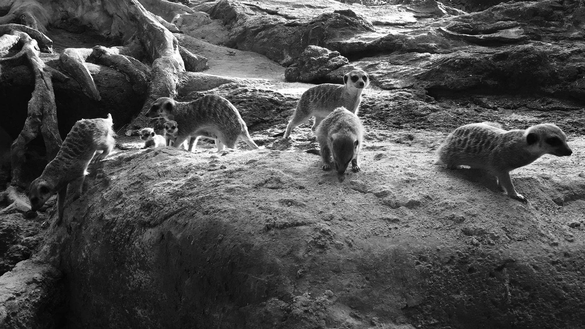 Themed exhibits and habitats at Bali Safari & Marine Park