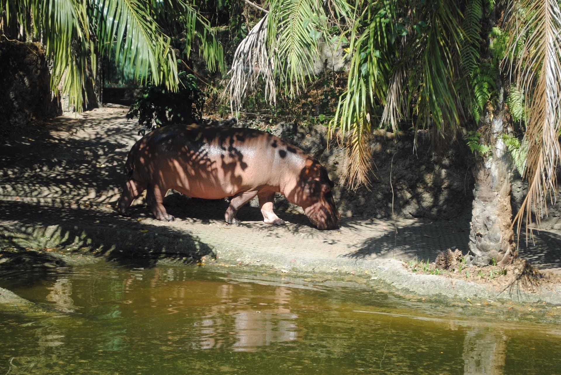 Animals in their natural habitats at Bali Safari Park