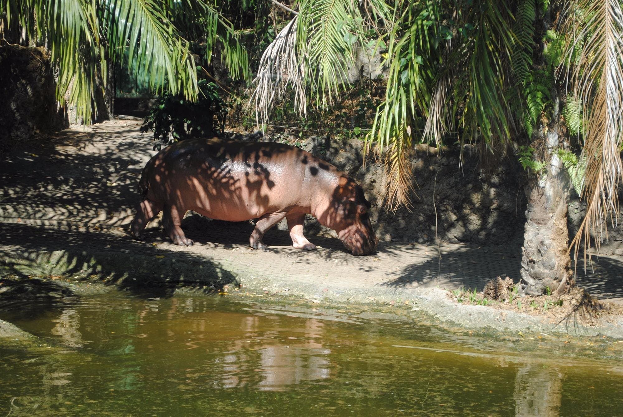 Animals in their natural habitats at Bali Safari Park