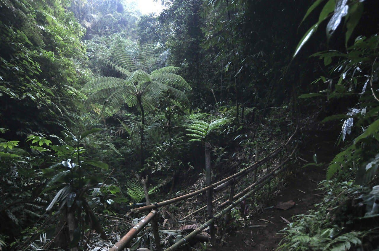 Taro Village forest path