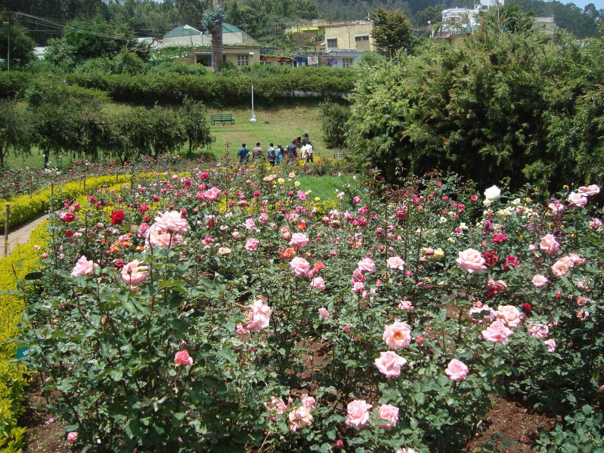 Different colours of rose plants in Rose Garden