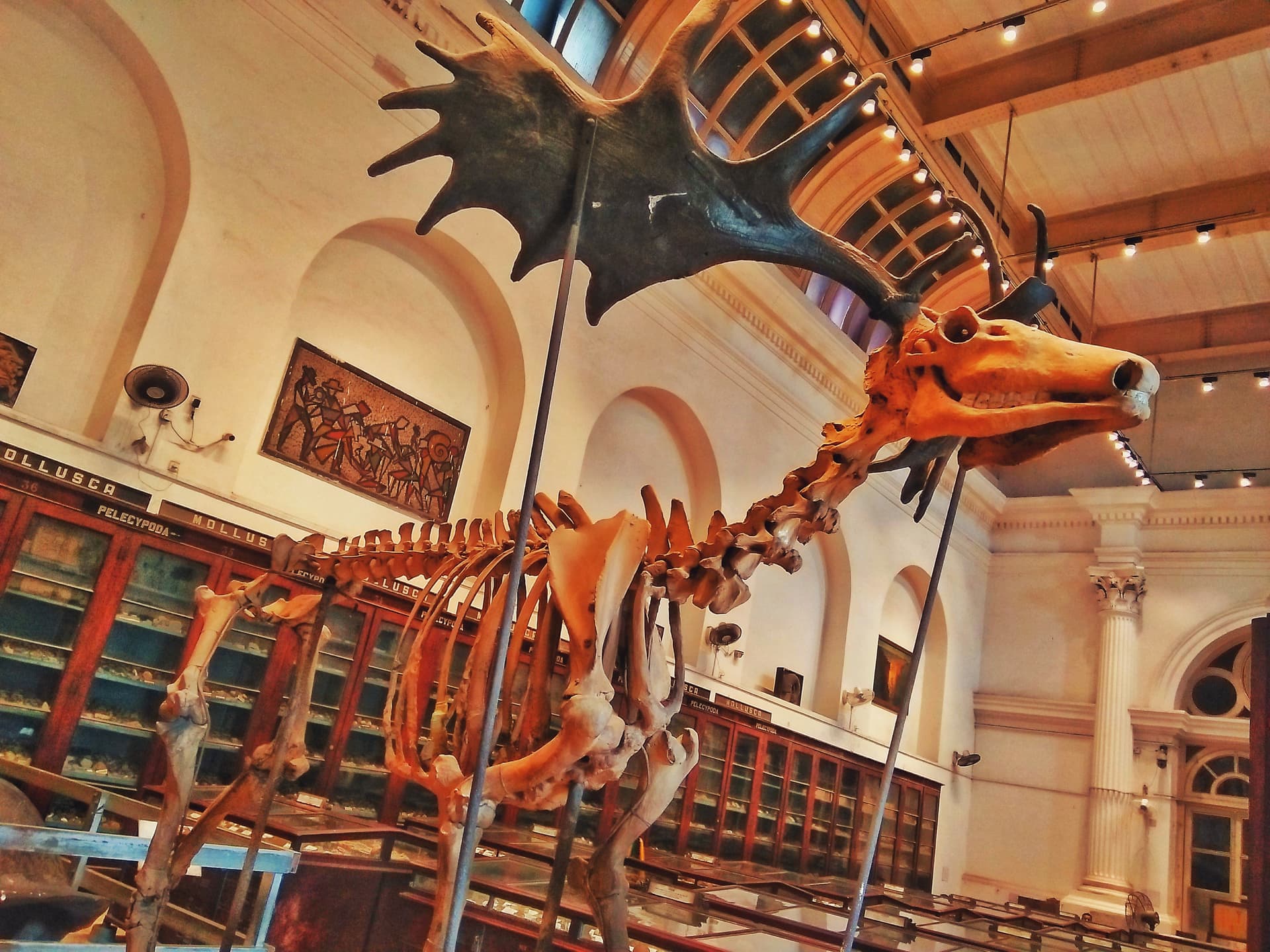 Artifacts displayed at the Indian Museum