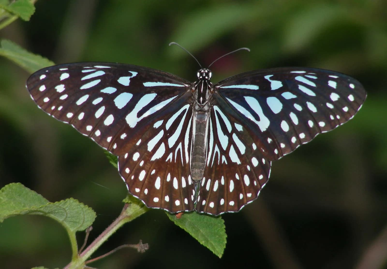 Rare pattern of black & Blue butterfly