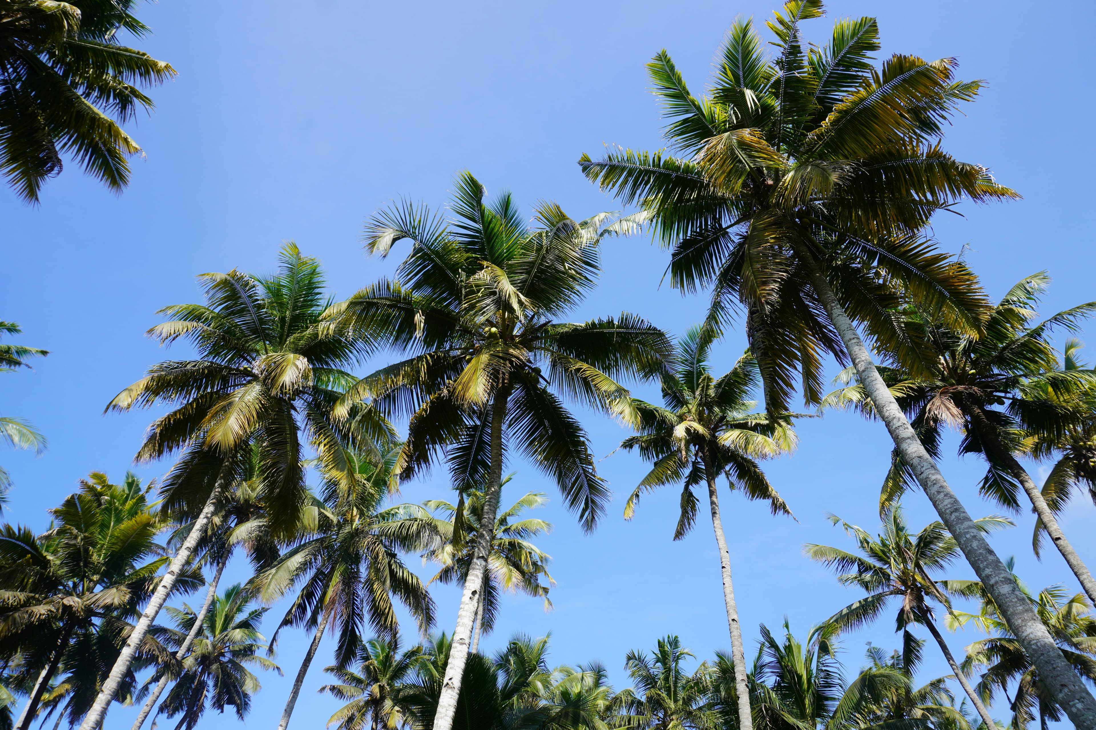 palm trees at varkala beach
