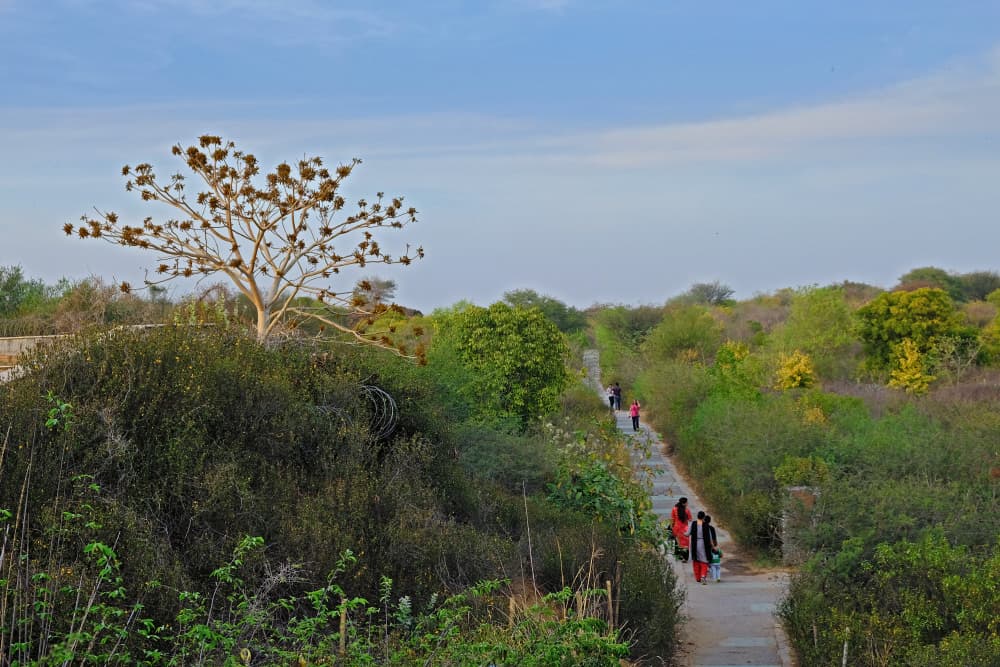 Aravali Biodiversity Park