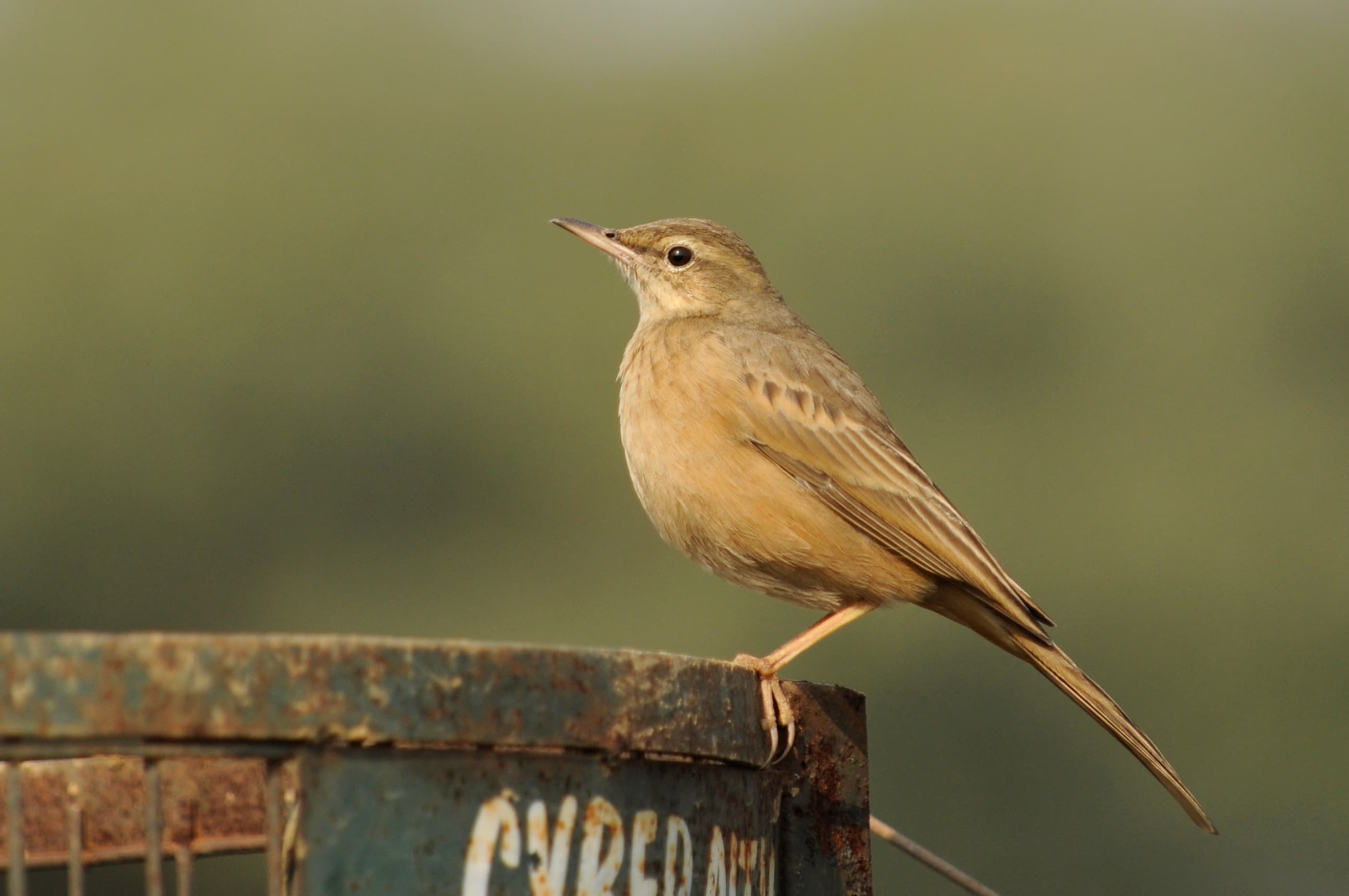 Aravali Biodiversity Park