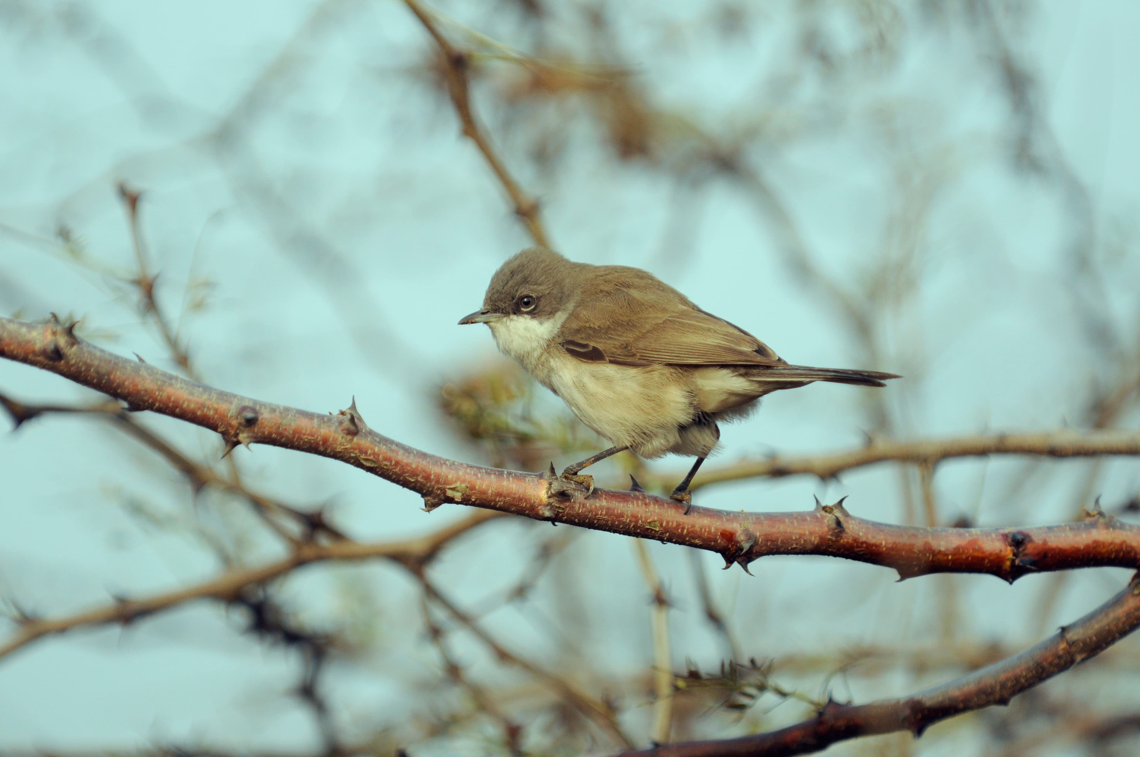 Aravali Biodiversity Park