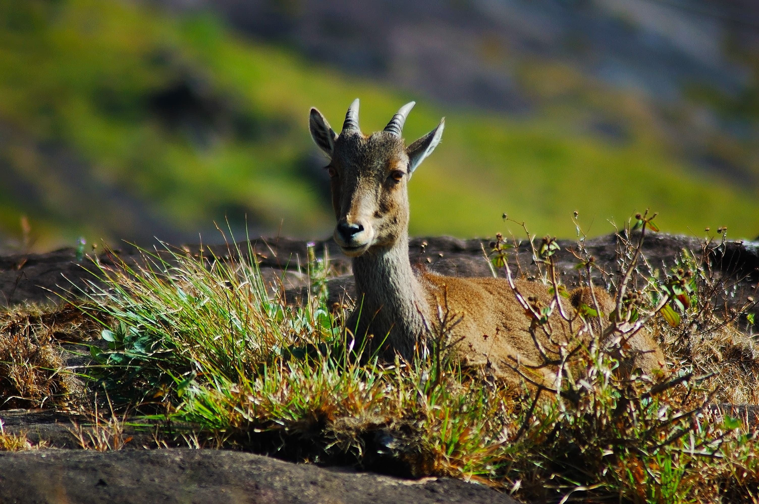 Deer in Nilgiri Biosphere Nature Park