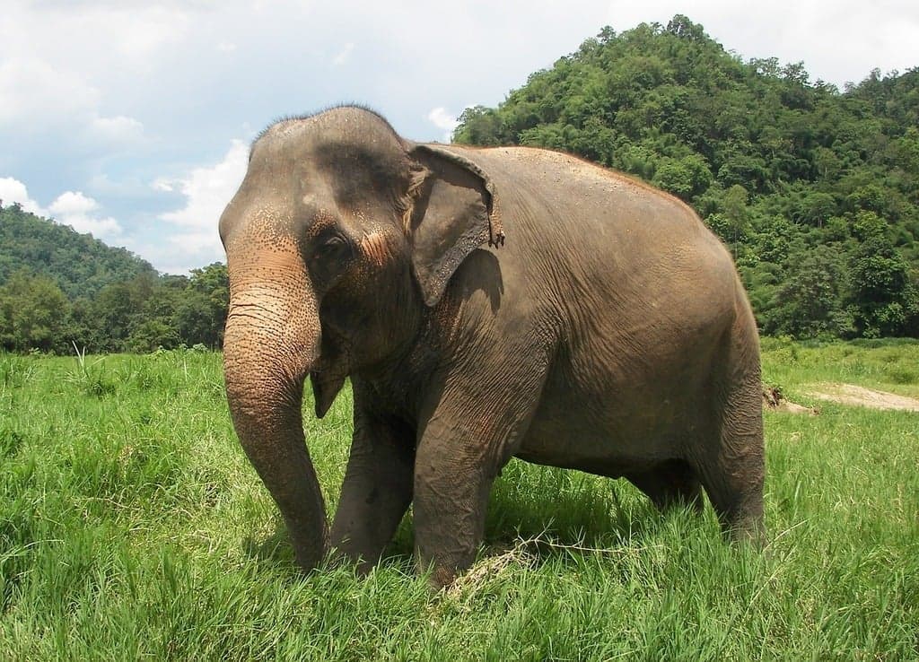 Elephants in Nilgiri Biosphere Nature Park