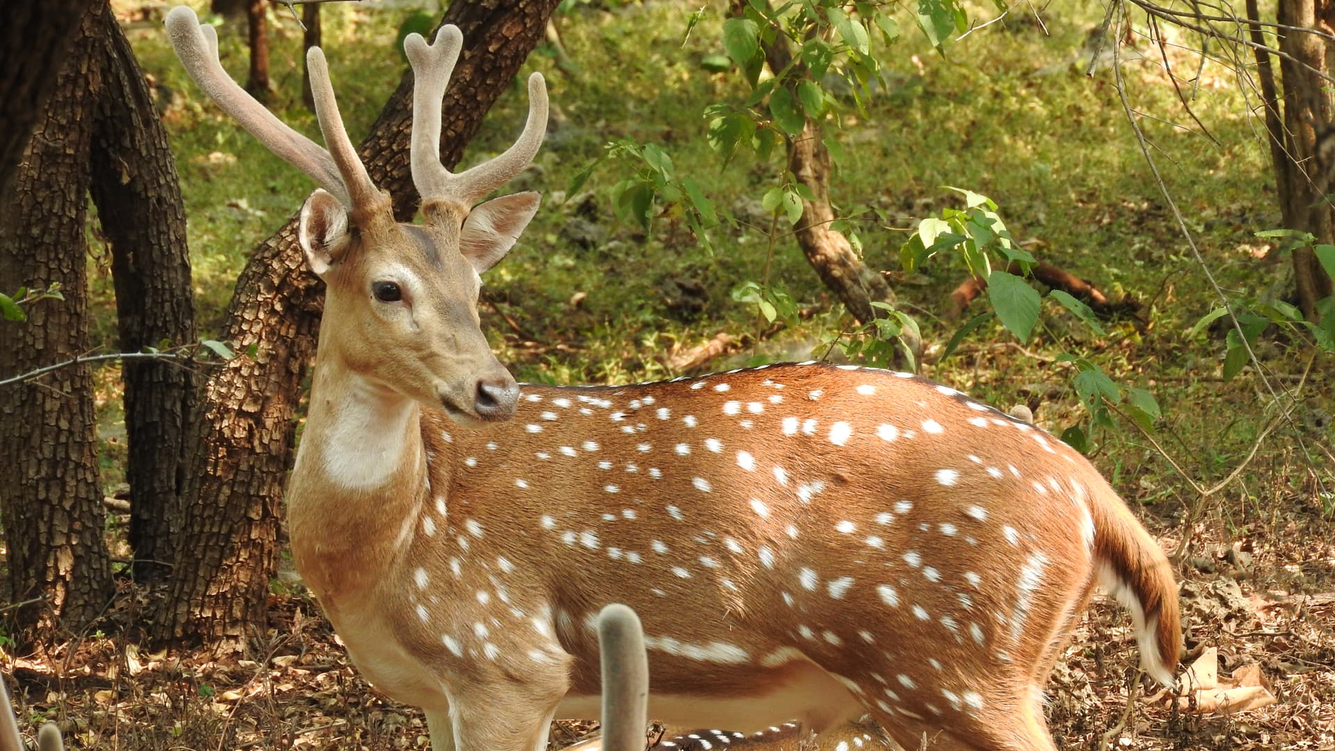 Rare species deer in Nilgiri Biosphere Nature Park
