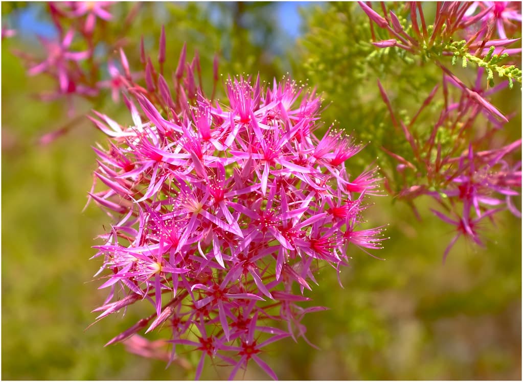 Rare plant species in Nilgiri Biosphere Nature Park