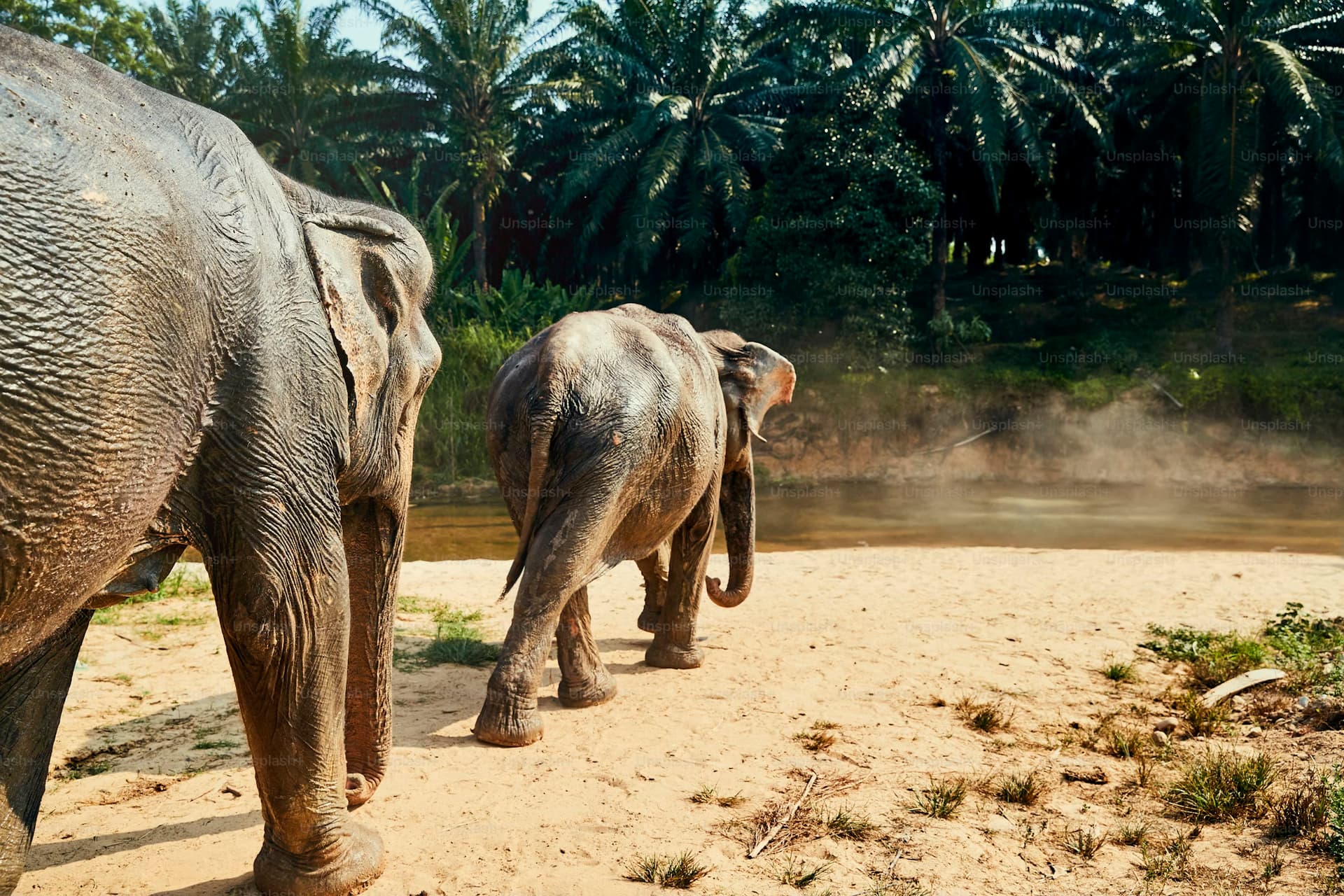 A herd of elephants at the Mysore Zoo