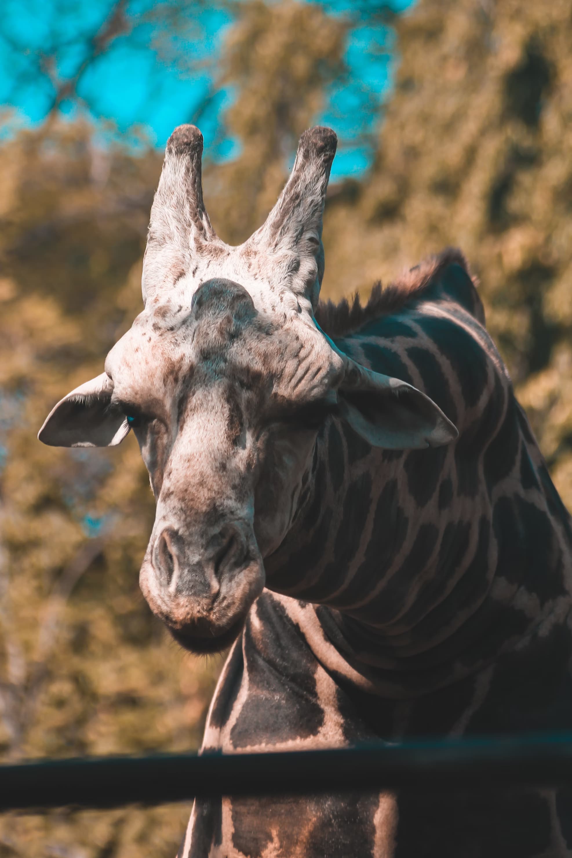 Close-up view of a Giraffe at the Mysore Zoo