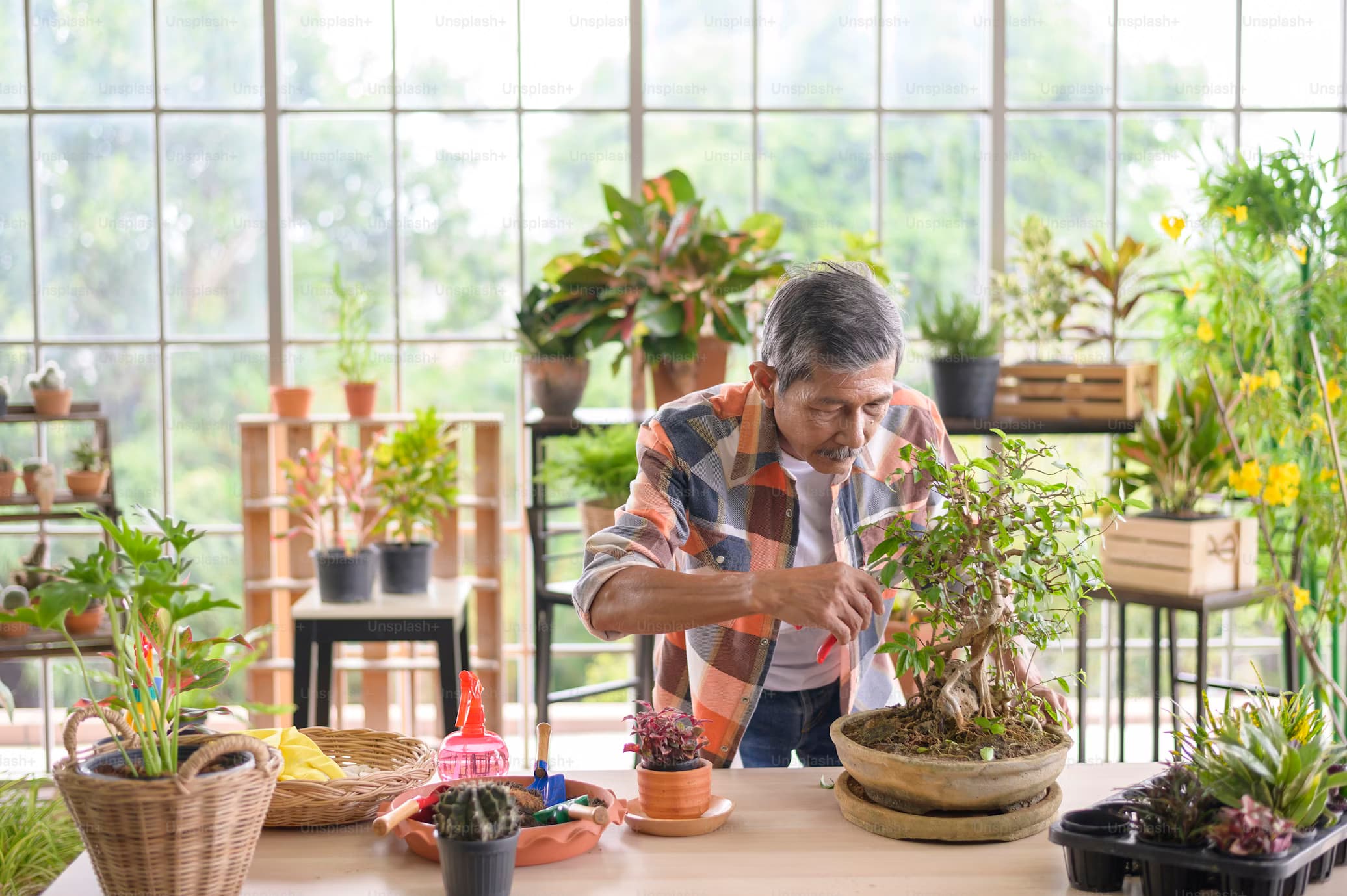 Miniature bonsai trees in a garden