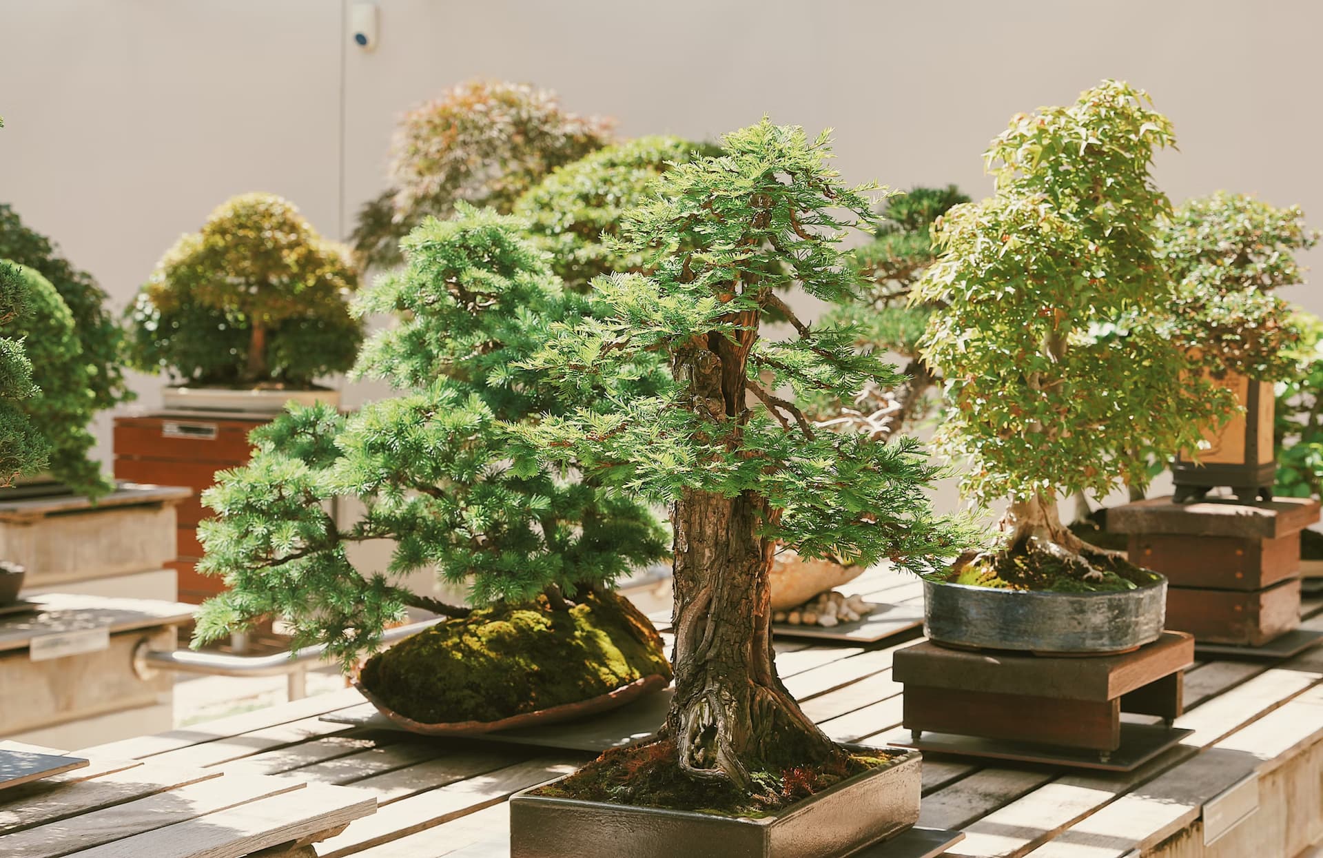 Bonsai trees in decorative pots