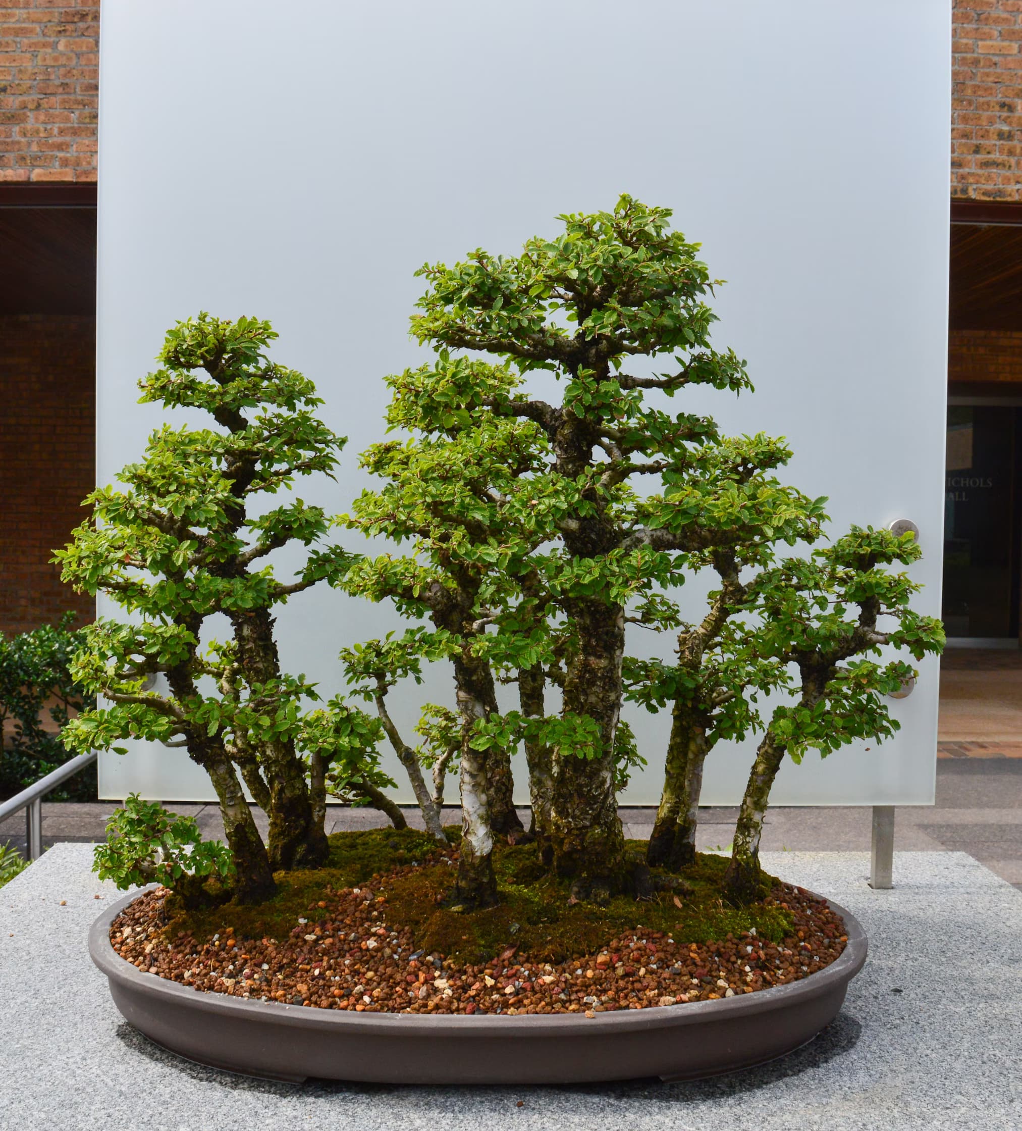 Close-up of a bonsai tree