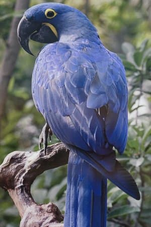 Bird enclosures at Shuka Vana