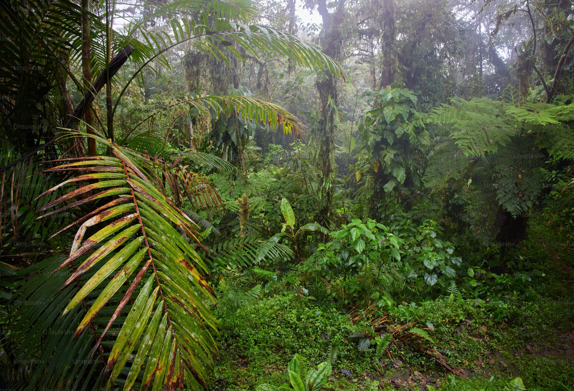 Talakaveri Reserve Forest Canopy