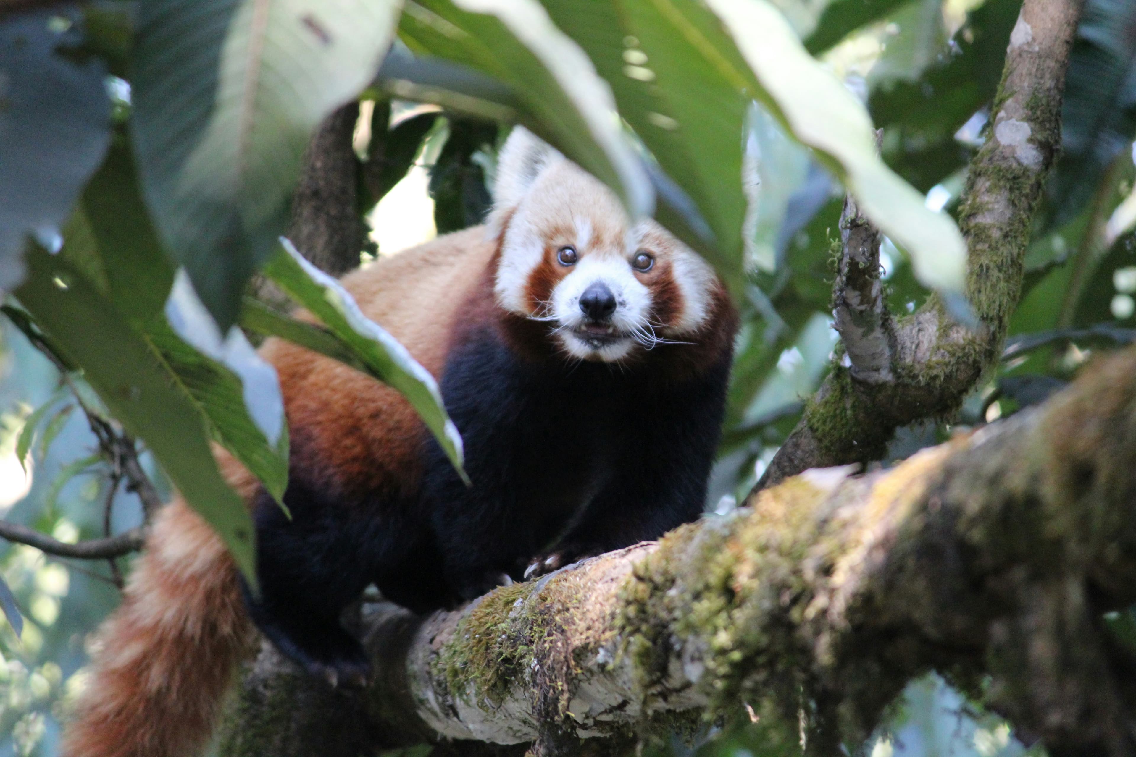 Red Pandas