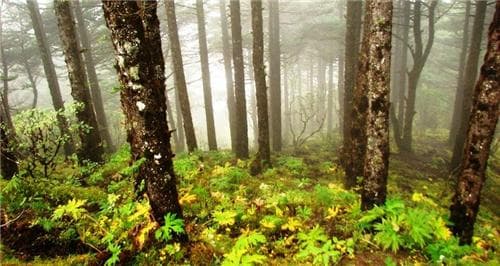 Singalila National Park