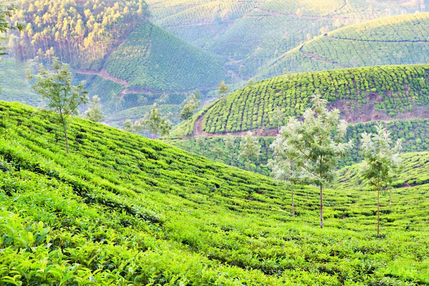 tea plantation