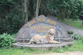 Tiger in Periyar Wildlife Sanctuary
