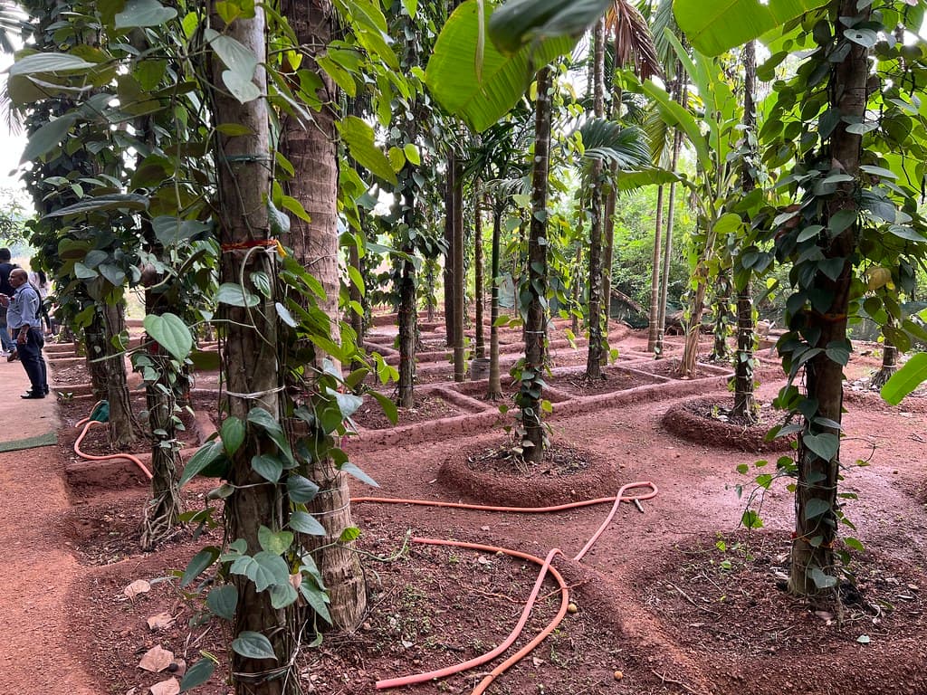 Spice cultivation in Thekkady