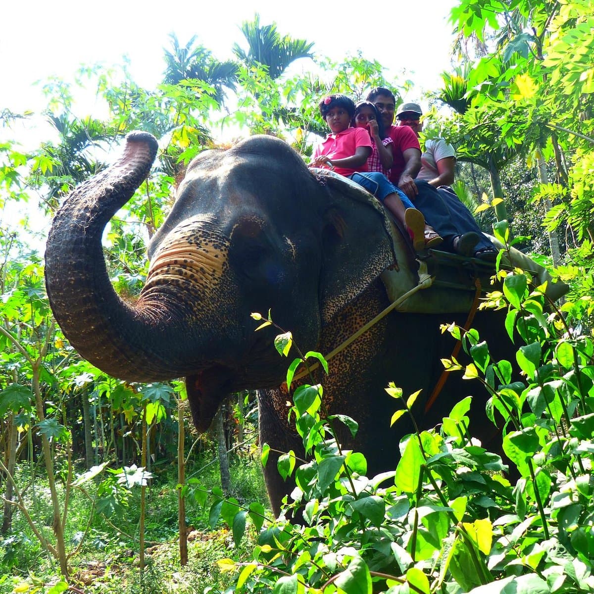 Elephant Junction Thekkady: Elephant ride adventure