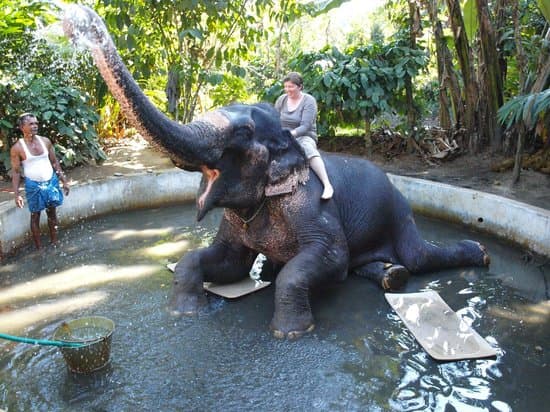 Elephant Junction Thekkady: Elephant bathing